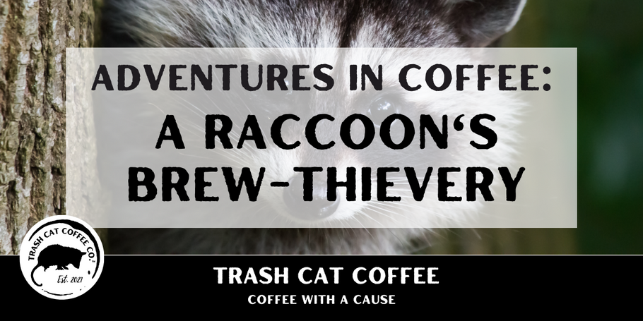 Adventures In Coffee: A Raccoon's Brew-Thievery