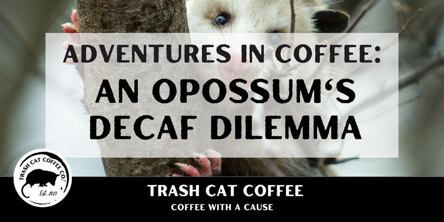 Adventures In Coffee: An Opossum's Decaf Dilemma